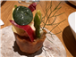 beef tartare canape